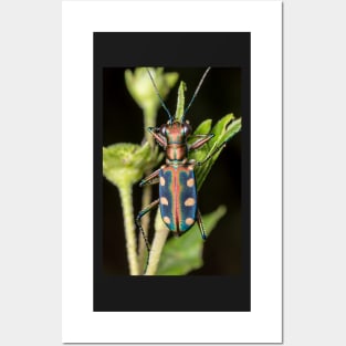 Unique and organic photo of a tiger beetle Posters and Art